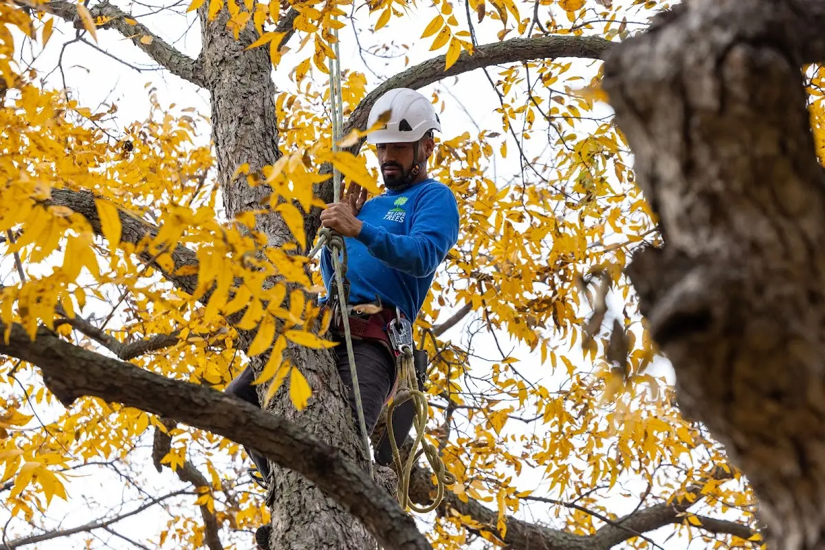 Skilled Tree Planting crew working in Hartford